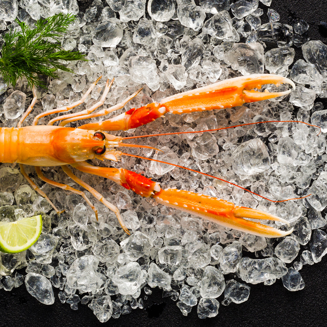 A fresh vibrant Scottish scampi lying on ice