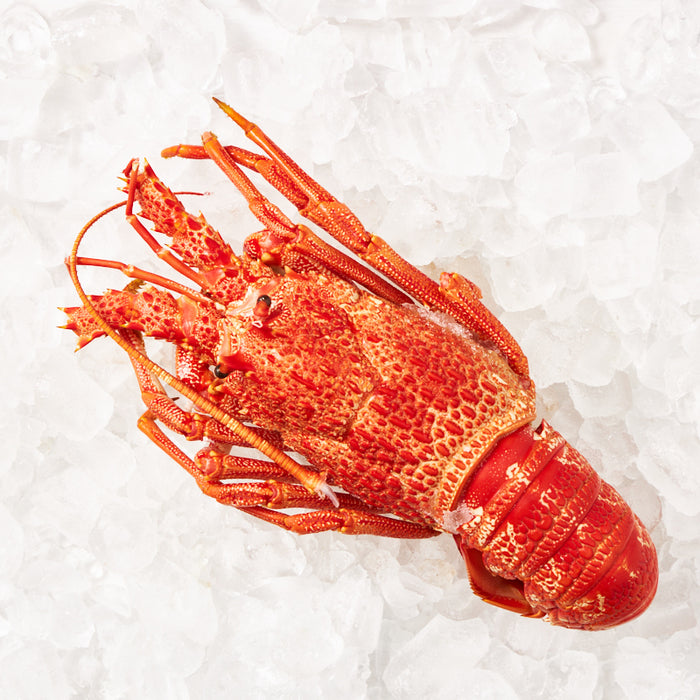cooked Southern Rock Lobsters