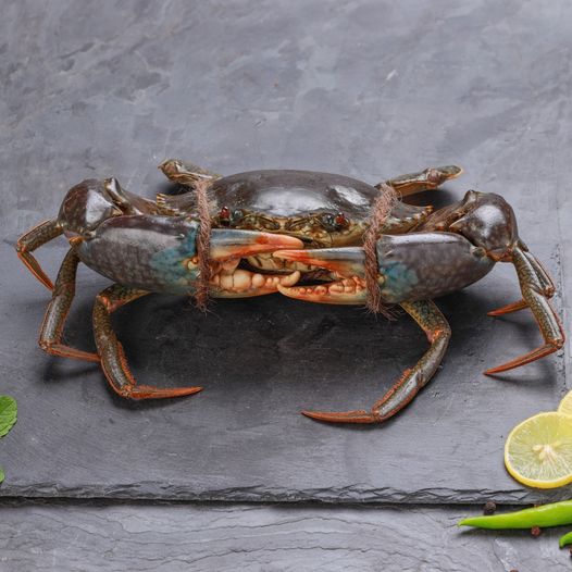 Live Australian FEMALE Mud Crab (A-Grade)