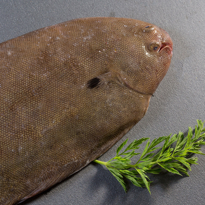 Fresh NZ Plate Size Flounder 450g