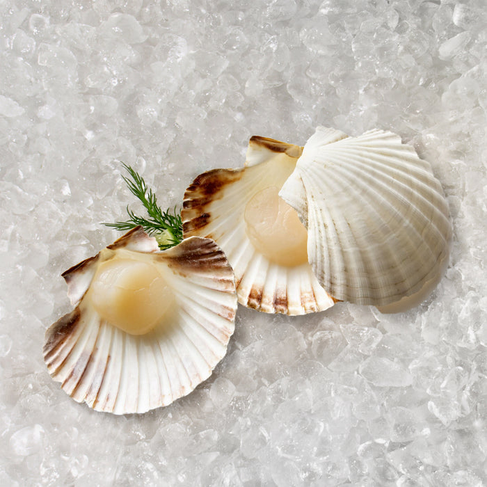 Half-Shell Tasmanian Scallops Roe-off per dozen (Frozen)