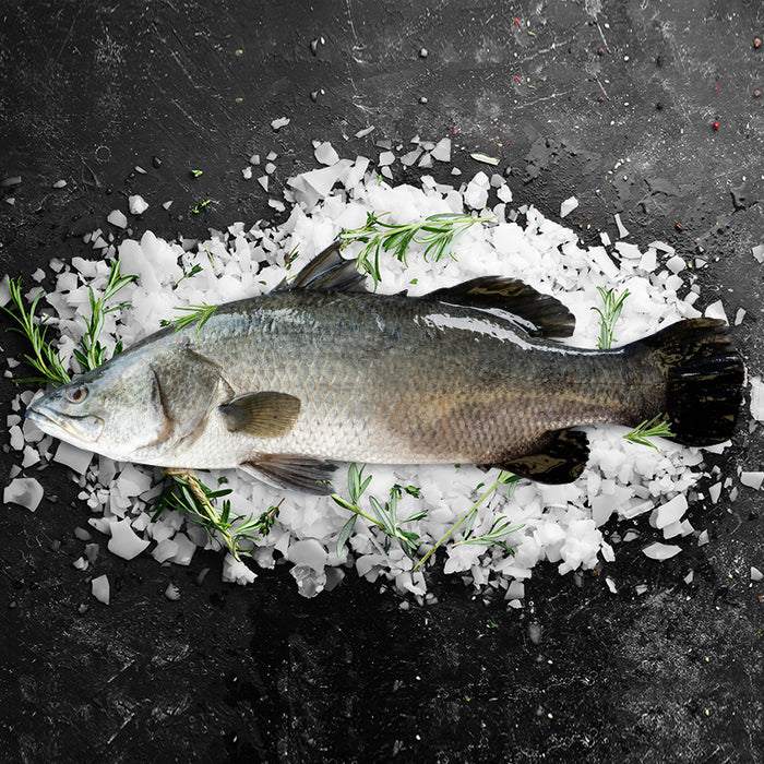 Fresh King Reef Large Barramundi