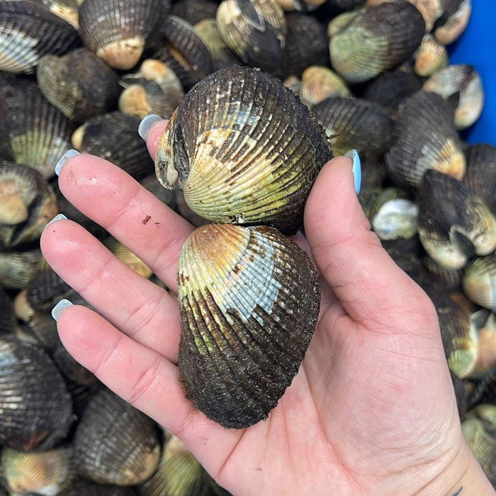 Live Australian Blood Cockles per kg