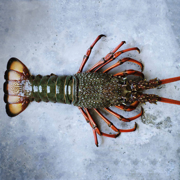 Whole Eastern Rock Lobsters Raw (Frozen)