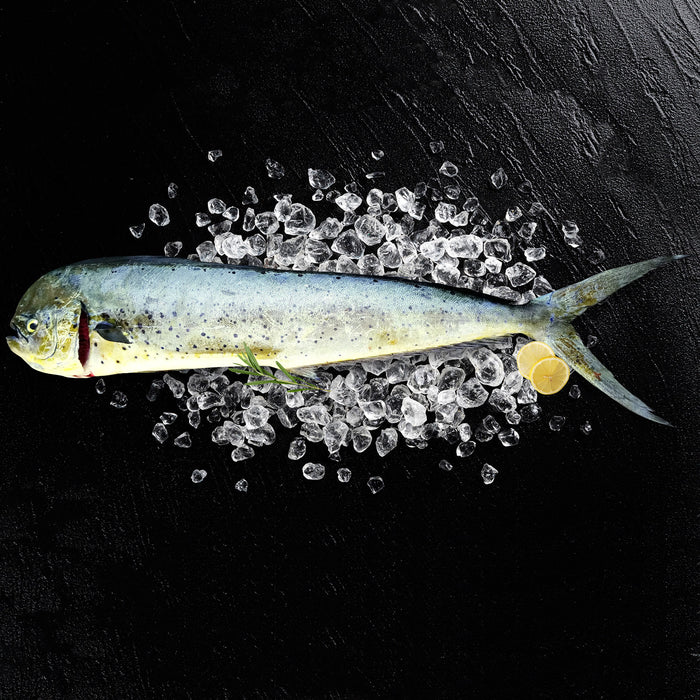 Fresh Whole Australian Mahi Mahi per 4kg+