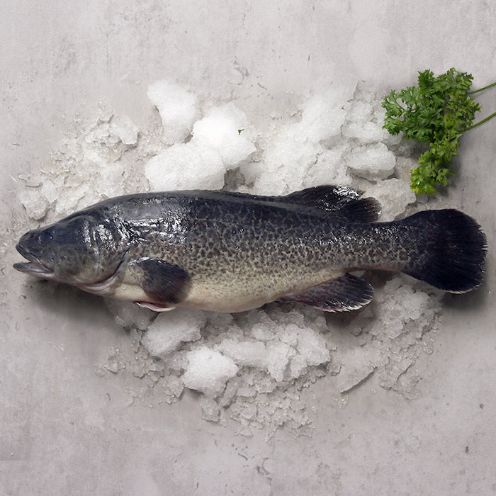 Fresh Whole Murray Cod 1kg