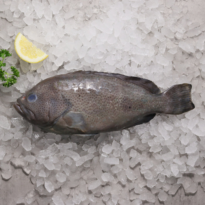 Fresh Whole Purple Rock Cod (2 for 1)