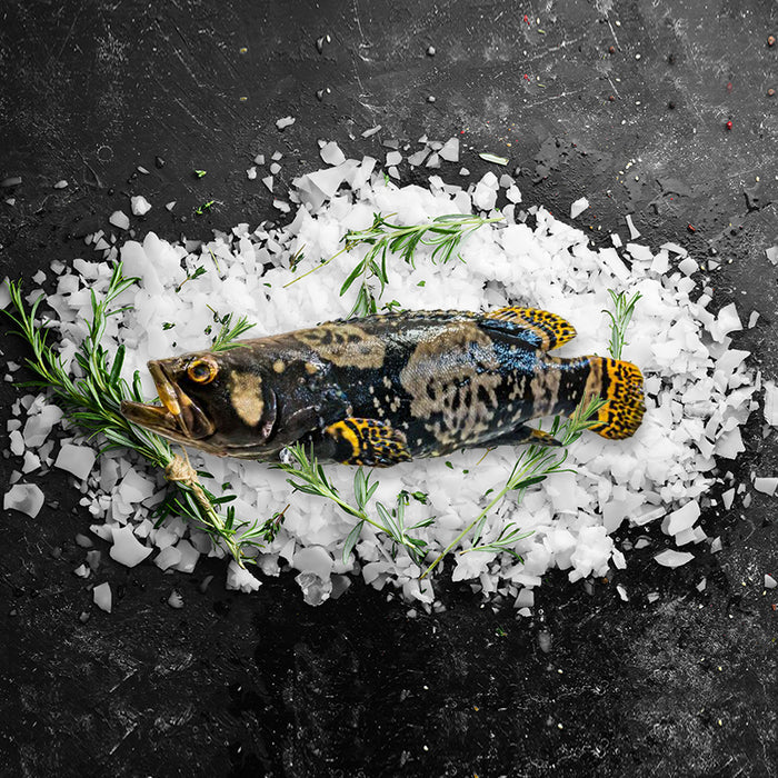 Fresh Rocky Point Whole Grouper 1kg-1.7kg