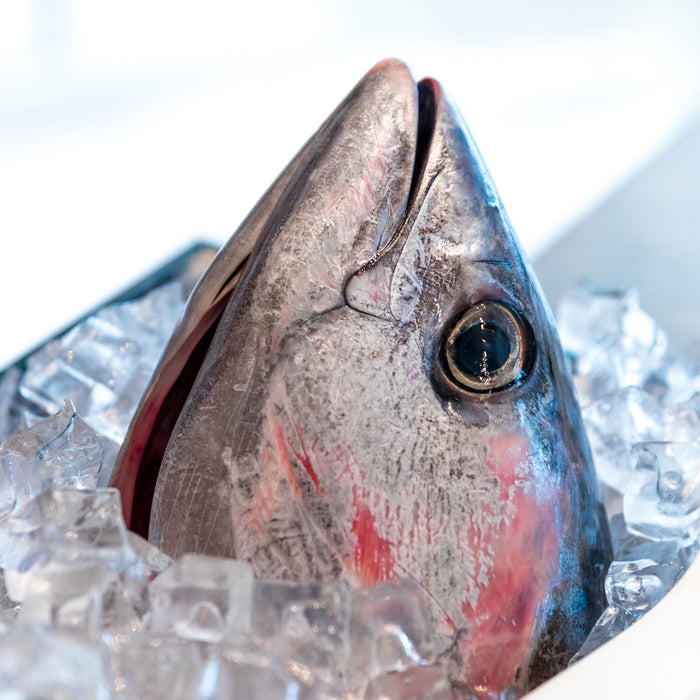 Fresh Whole Tuna Head (Min. 2kg)