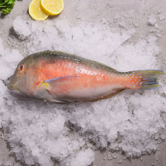 Fresh Wild-Caught Australian Tusk Fish