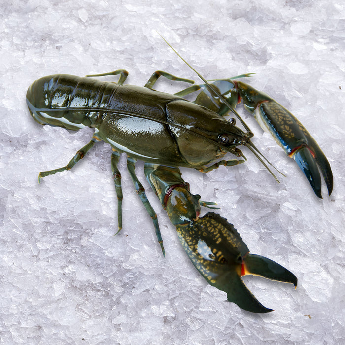 Live Large Australian Yabbies per 2kg (2 for 1 offer)