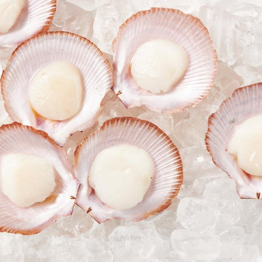 Abrolhos half-shell scallops on ice