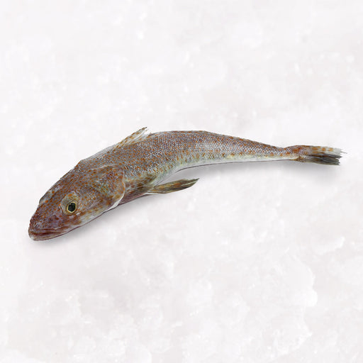 Fresh S.A. Flathead (Gut in) 1kg per fish