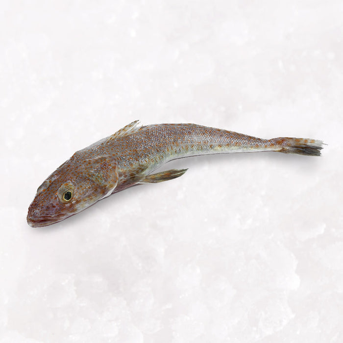 Fresh S.A. Flathead (Gut in) 1kg per fish