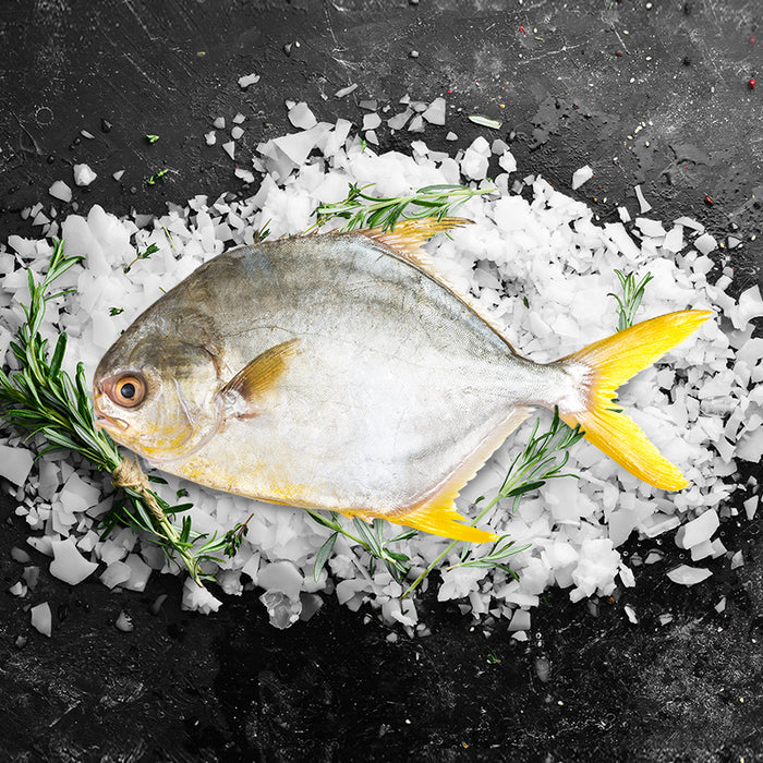 Golden Pomfret