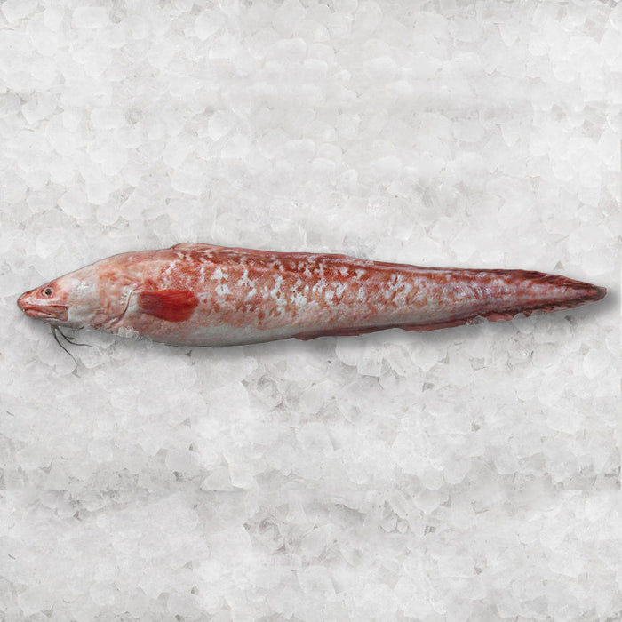 Fresh Whole Baby Pink Ling 1kg+ per fish