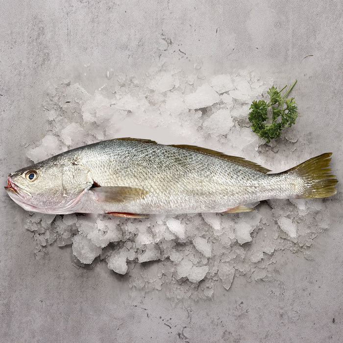 Fresh Whole Large Australian Mulloway (Jewfish)
