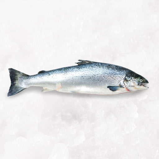 Fresh Ora King Salmon (Head-on, Gutted) 4kg per fish