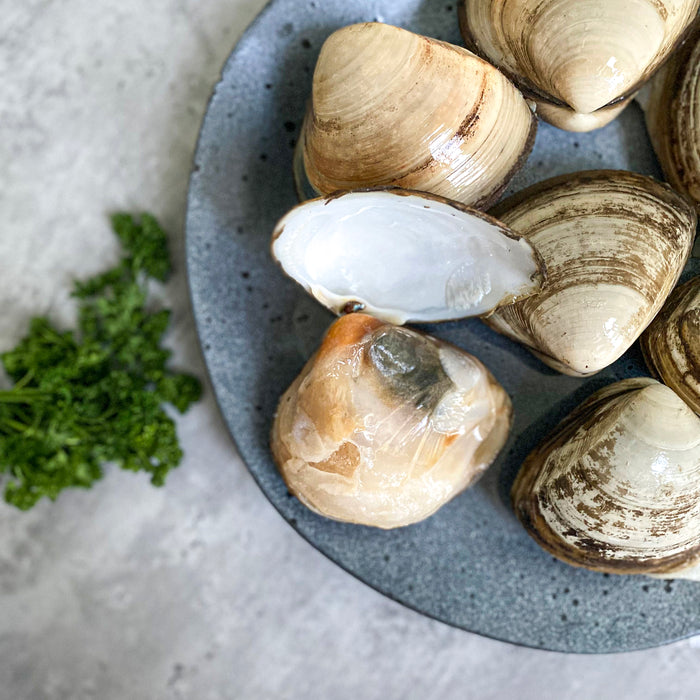 Jumbo NZ Cloudy Bay Storm Shell Clams 1kg