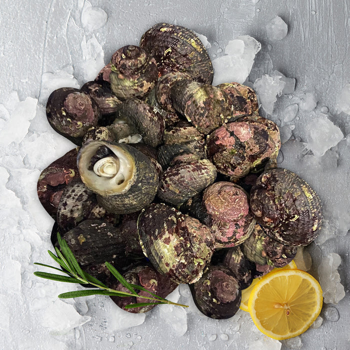 Live Australian Turban Shell per kg