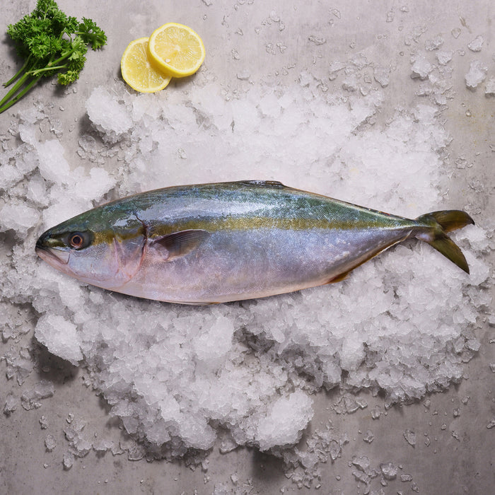 Fresh Wild Caught Hiramasa Kingfish (Whole)