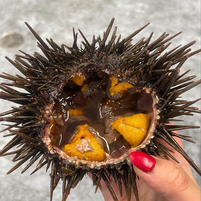 Live Whole Red Sea Urchin (Short Spined) 2 Urchins