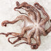 Large Australian Octopus min 1kg each (Frozen)