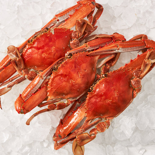 Cooked Blue Swimmer Crabs on ice