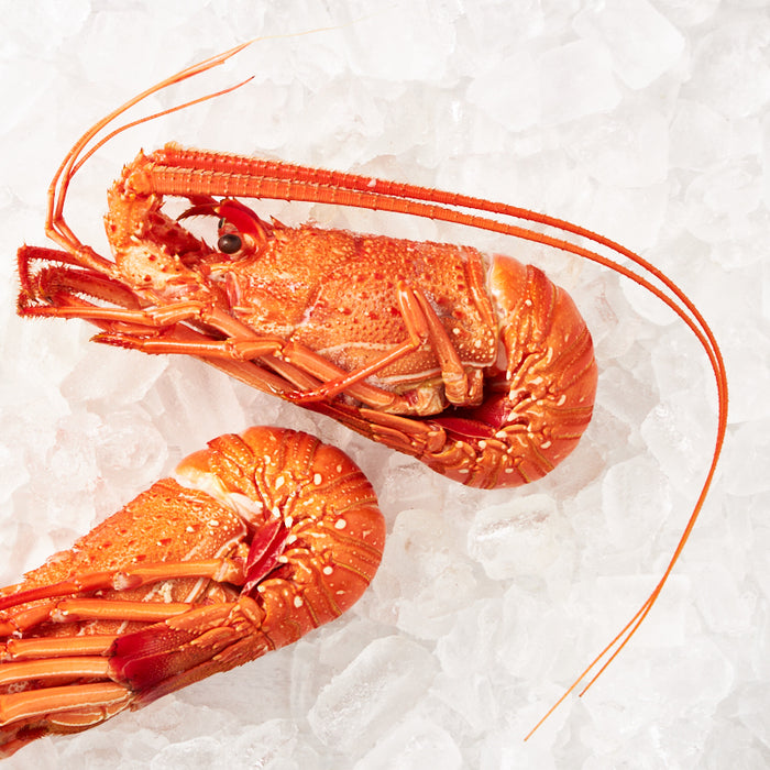 West Australian Cooked Rock Lobster 600g per piece (Frozen)
