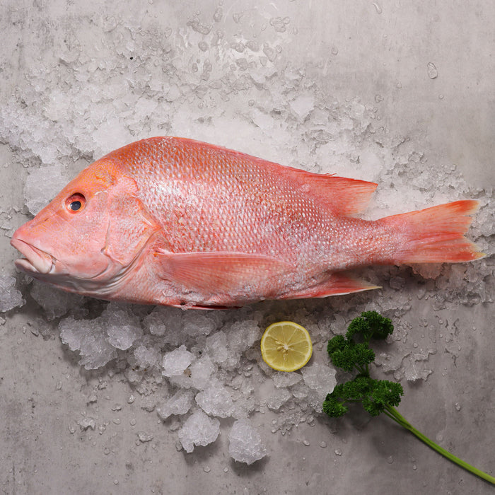 Fresh Whole Large Red Emperor Fish