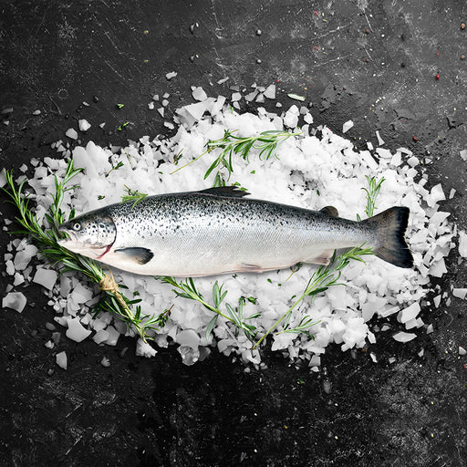 Fresh Huon Tasmanian Atlantic Salmon 4.7kg per fish
