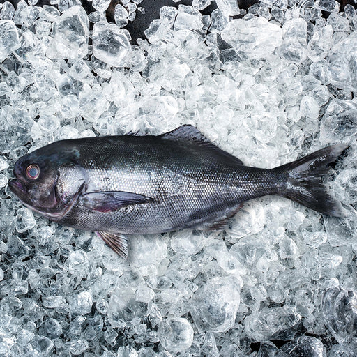 Sand Flounder Fish, Whole Fish Delivery Sydney