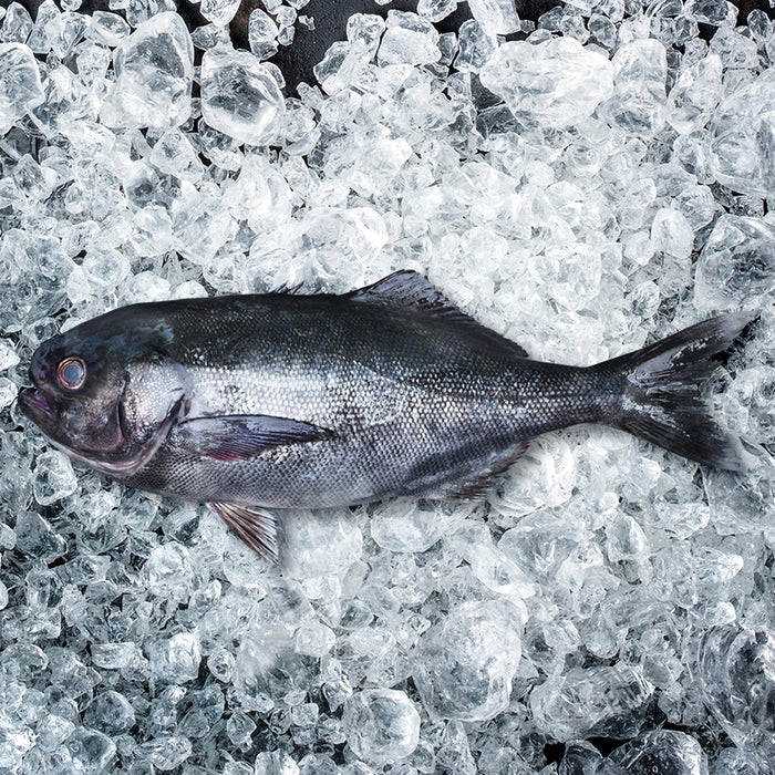 Fresh Wild-Caught Blue Eye Cod Whole 3kg per fish