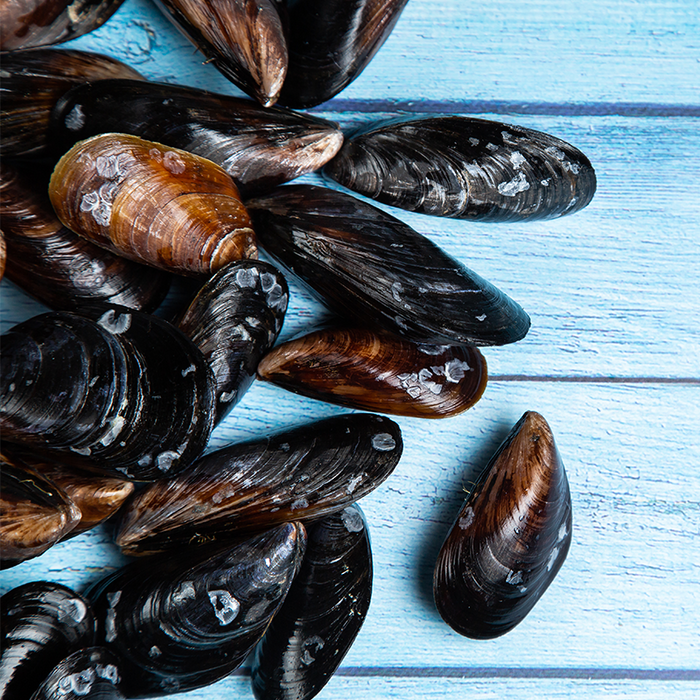 Live Australian Black Mussels per kg