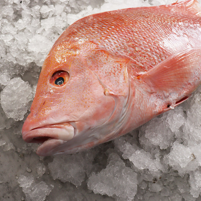 Fresh Whole Large Red Emperor Fish