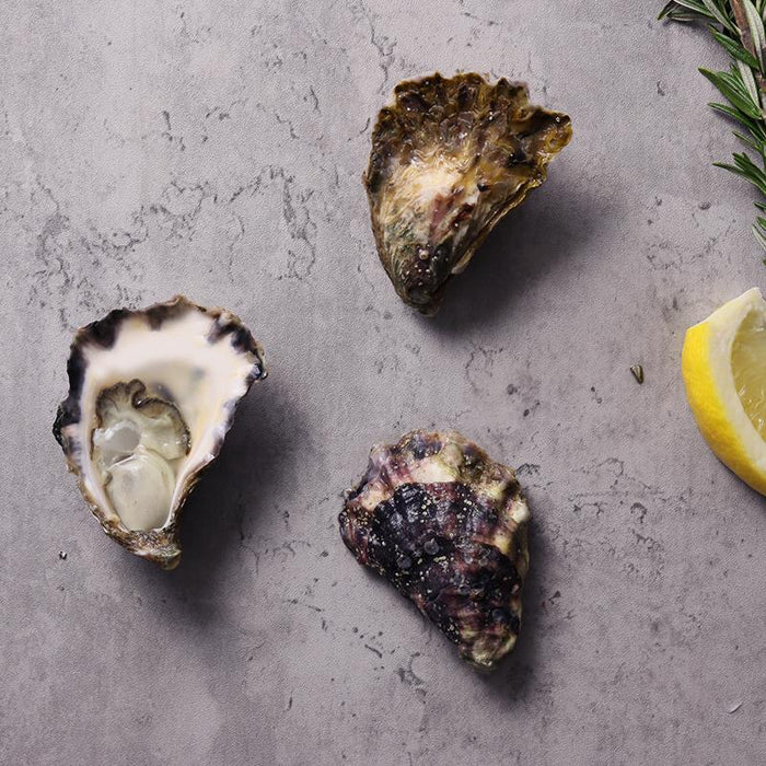 Live Wallis Lake Bistro Sydney Rock Oysters per dozen