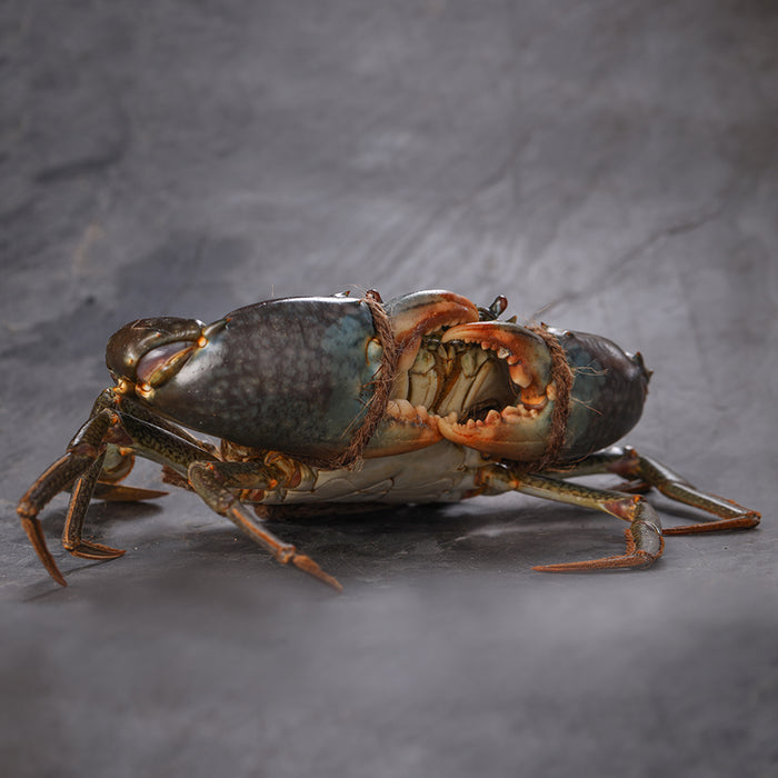 Live A-Grade Male Mud Crabs For Sale at FishMe! Seafood Delivery