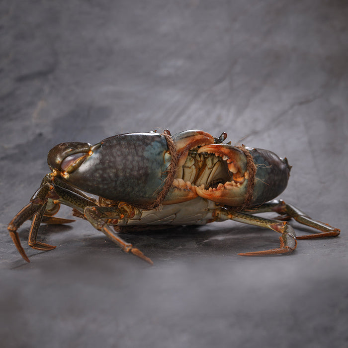 Live Australian Male Mud Crab (A-Grade, single claw)