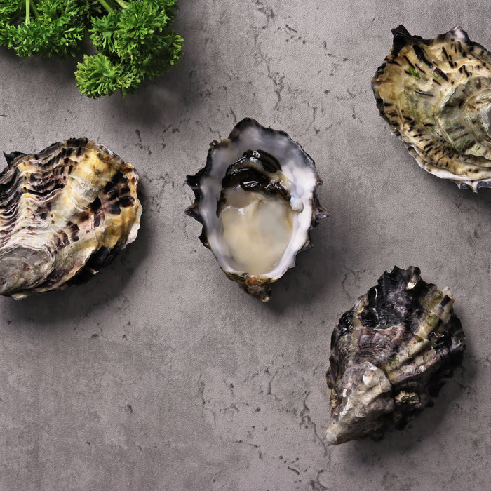 Live St. Helen's Pacific Oysters Premium per doz