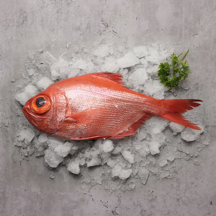 Fresh Imperadore Sashimi Grade Whole Fish