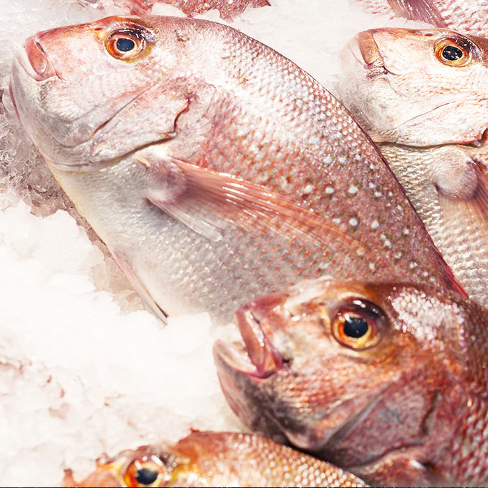 Fresh NZ Snapper Longline Whole Fish 500g-1kg (Cleaned)