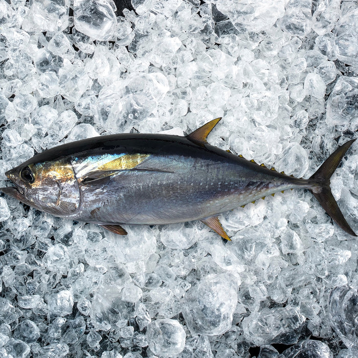Fresh Whole Baby Yellowfin Tuna