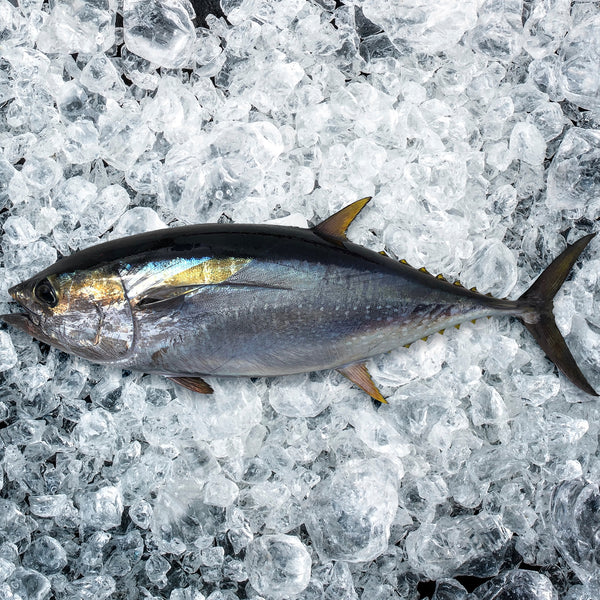 Fresh Whole Baby Yellowfin Tuna per fish FishMe! Seafood