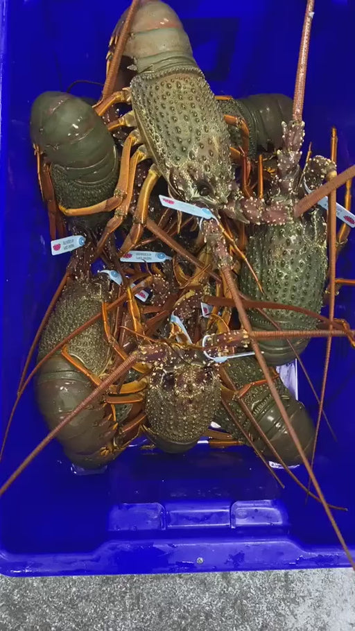 Live Large Easter Rock Lobsters Moving Around Video