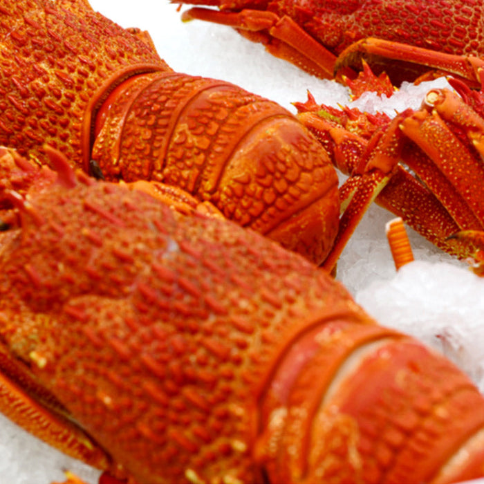 Whole Cooked Eastern Rock Lobsters (Frozen)