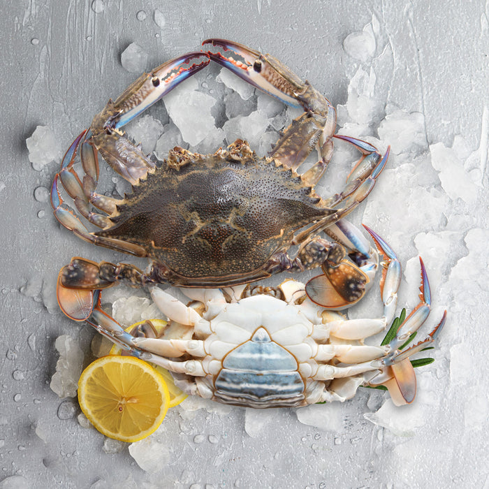 Medium Female Blue Swimmer Crabs (Frozen) per kg