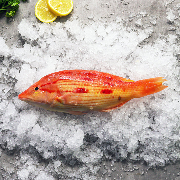 Fresh Eastern Pigfish in ice