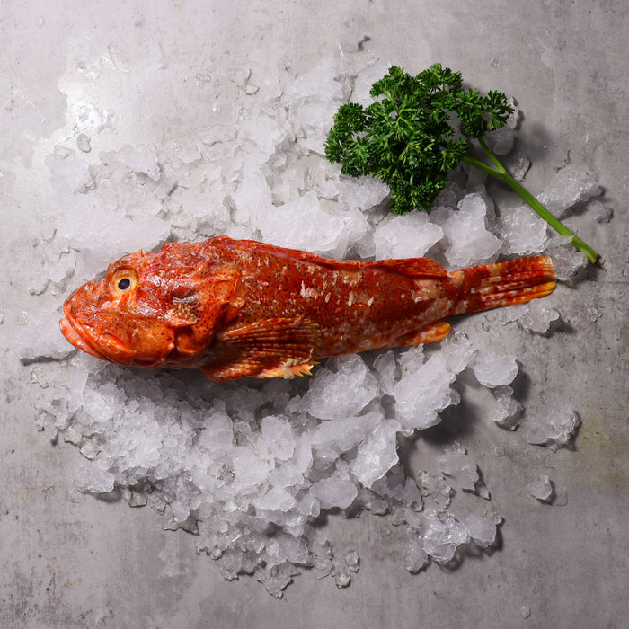 Fresh Red Scorpion Whole Fish Sashimi Grade (Cleaned) per kg