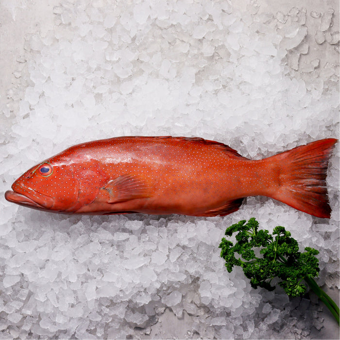 Coral Trout Sashimi Grade Whole Fish 800g-1.3kg (Frozen