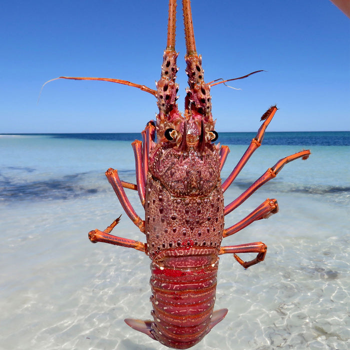 Whole Australian Western Rock Lobster Raw 650g (Frozen)
